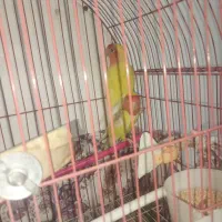 کوتوله|پرنده|ایلخچی, |دیوار