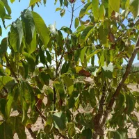 باغ زراعی قیمت مناسب|فروش دفتر صنعتی، کشاورزی، تجاری|سامان, |دیوار