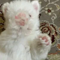 سگ فروشی|سگ|کاشان, راه آهن کاشان|دیوار