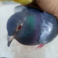 اطراف لوتک