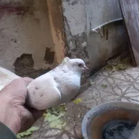 کبوترهای سو قدیم تهران|پرنده|تهران, حشمتیه|دیوار