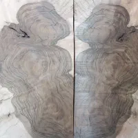 چوب ریشه گردو