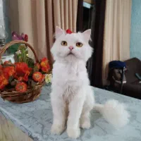 واگذاری گربه های ماده