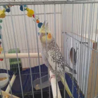 عروس هلندی نر و ماده