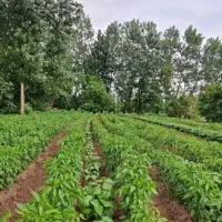 افزایش ۱۰۰ برابر باردهی تمام محصولات زراعتی تضمینی