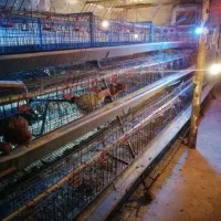 فروش ادوات مرغداری|حیوانات مزرعه|ماهدشت, |دیوار