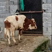 گاو نر گوساله نر