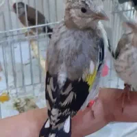جوجه سهره