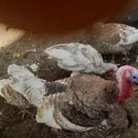 بوقلمون|حیوانات مزرعه|تاکستان, |دیوار