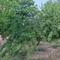 فروش زمین دشت ارژن