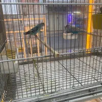 انواع پرنده های خانگی