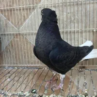 کبوتر جوجه زاغ دم سفید (اشعل)|پرنده|اهواز, کوی راه کربلا|دیوار
