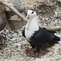 کفتر