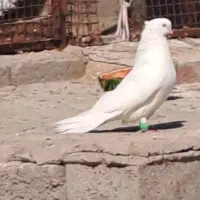 نرسفید
