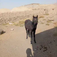 کره اسب فروشی