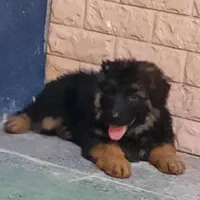 ژرمن رکسی اصیل ، روتوایلر و دوبرمن|سگ|تهران, درکه|دیوار