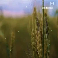 زمین-کشاورزی