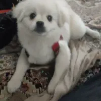 فروش توله ۷ ماهه پامرین پیکینز بسیار زیبا