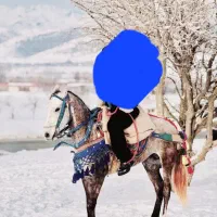 اسب ۵سال بشرط۱۵۰سانت قد|اسب و تجهیزات اسب‌سواری|مریوان, |دیوار