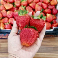 توت فرنگی محلی و ارگانیک دهنو