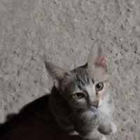 واگذاری رایگان بچه گربه ماده