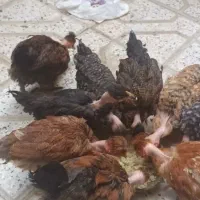 جوجه مرغ گردن لختی