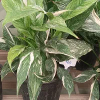 انواع گلهای آپارتمانی|گل و گیاه طبیعی|ابهر, |دیوار