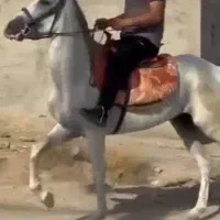 مادیان سفید درشت دو ماه ابستن از نریان کرد|اسب و تجهیزات اسب‌سواری|ساوه, |دیوار