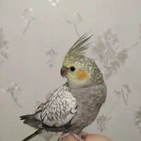 عروس هلندی ماده|پرنده|تبریز, |دیوار