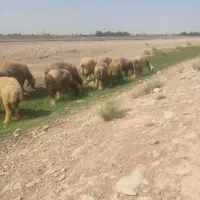 18راس میش بختیاری