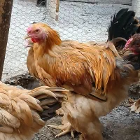 خروس نژاد برهما 4 ساله سالم و اصیل|حیوانات مزرعه|قزوین, |دیوار