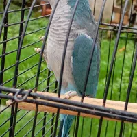 طوطی راهبه بلو اسکای نر سخنگو معاوضه با ملنگو|پرنده|صومعهسرا, |دیوار