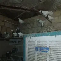 کبوتر طوقی|پرنده|یزد, |دیوار