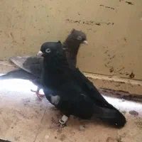 نروماده سیاه ونقره ای