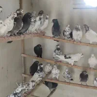 کبوتر پرشی کاشان