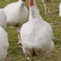 بوقلمون بیوتی گوشتی