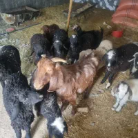 بره نر ماده