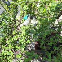 گل و گیاه|گل و گیاه طبیعی|نوشهر, |دیوار