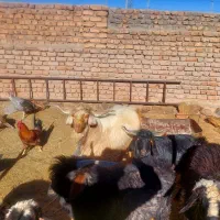 چبش فروشی|حیوانات مزرعه|سرداران, |دیوار