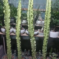 گلخانه ترنج. خیابان آزادکان(کوچه حمام شیک)|گل و گیاه طبیعی|شاهرود, |دیوار