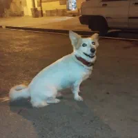 سگ خانگی اشپیتز