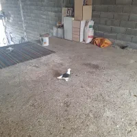 کبوتر