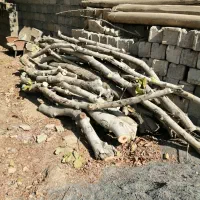 چوب گردو و چوب زغال