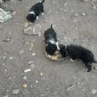 پاکوتا|سگ|آذرشهر, |دیوار