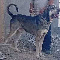 سگ نگهبان گله ای پرزور