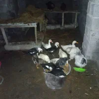 اردک  پرنده حیوان|حیوانات مزرعه|لاهیجان, قیام|دیوار