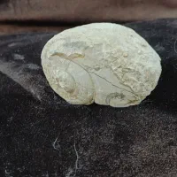 فسیل حلزون باستان|کلکسیون اشیاء عتیقه|اصفهان, جلفا|دیوار