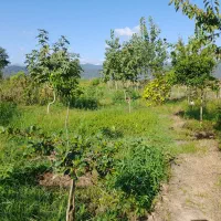 زمین در جماکو،محصور،با درختان میوه،سنددار|فروش زمین و ملک کلنگی|تالش, جوکندان|دیوار