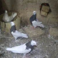 طوقی|پرنده|جرقویه, |دیوار