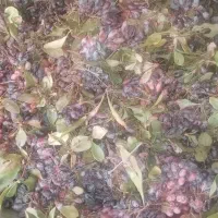 زرشک کوهی تازه|خوردنی و آشامیدنی|شیراز, حجت آباد|دیوار